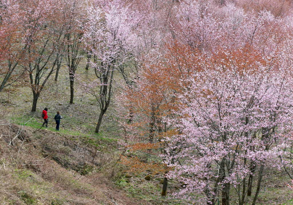 葉桜もよし