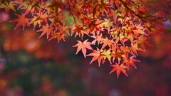 紅葉ｔａｎ