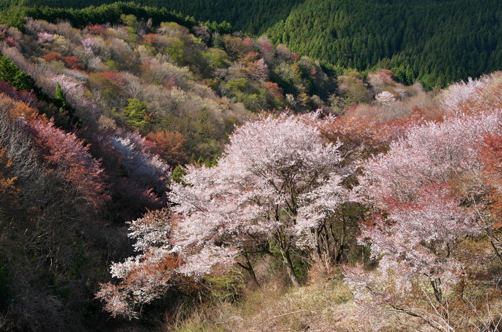 万葉の目ざめ