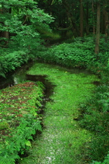 冷たき湧水