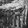 陽春の木漏れ日