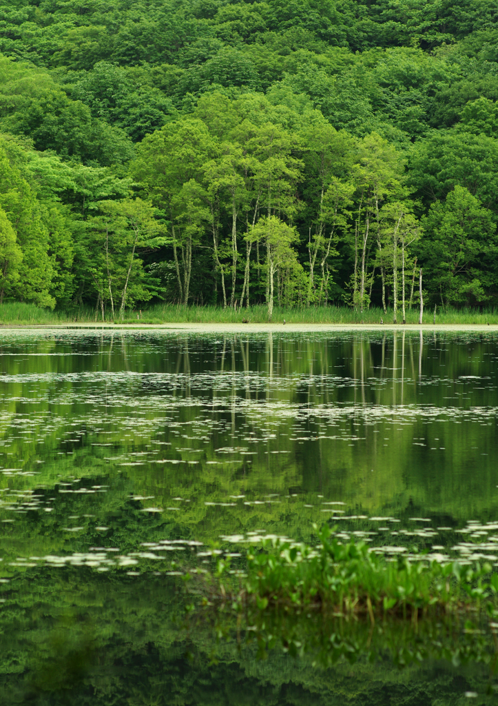 オジサンの散歩道；緑6