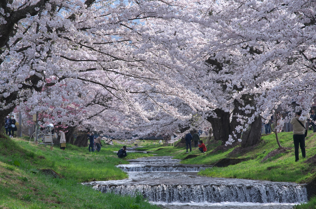 満天の花