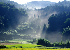 里山の朝