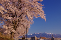 花冷えの朝