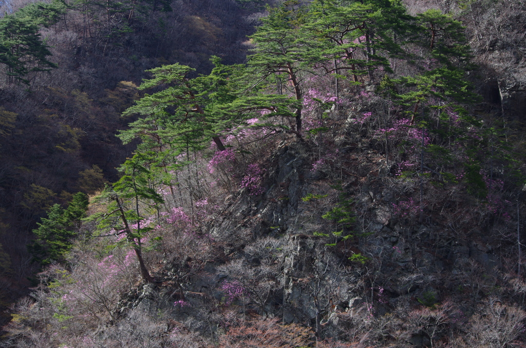 深山の華