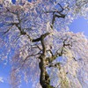 春の青
