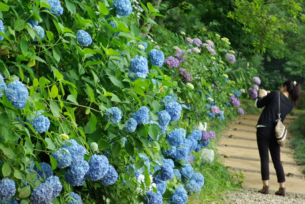 紫陽花ロード