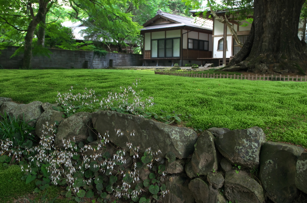 苔生す境内