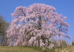 花は桜