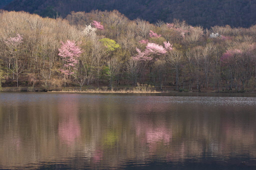 斜陽