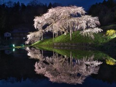 中島の地蔵桜