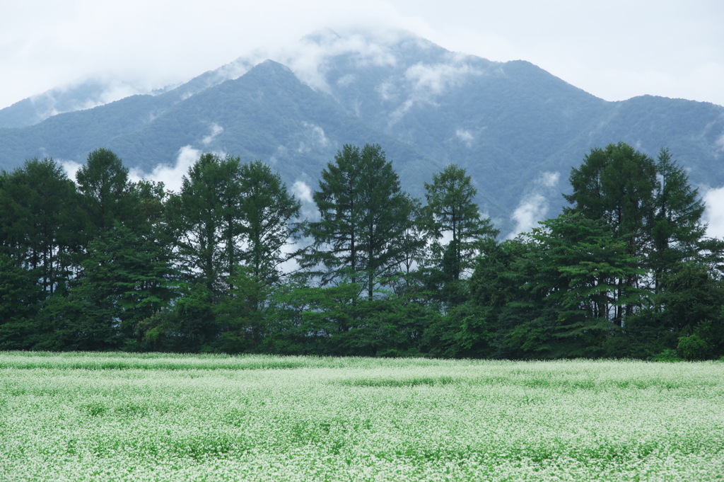 霧湧き立つ