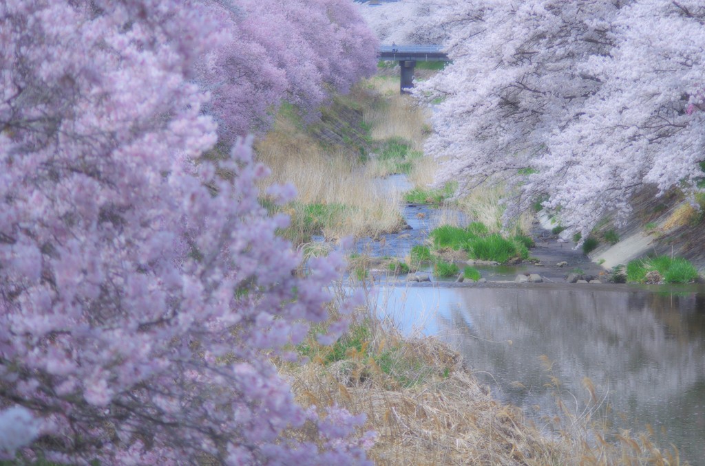 花の町