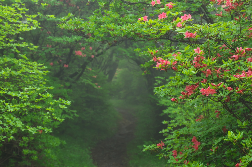 朝霧の小径