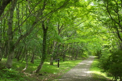 空梅雨の遊歩道