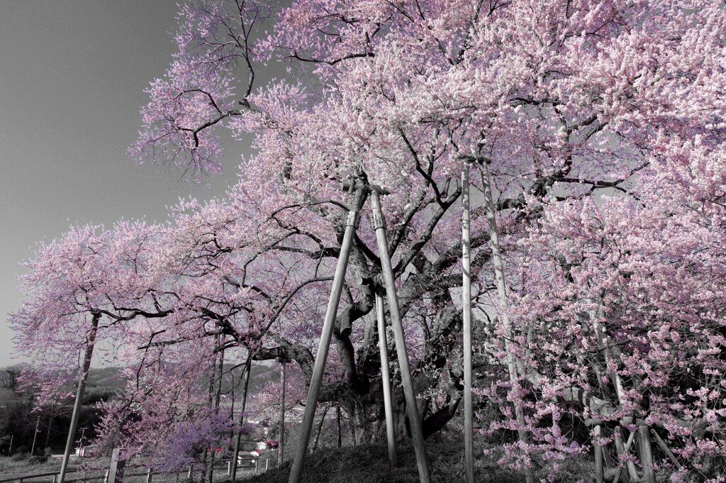 花の宴