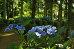 紫陽花の小路