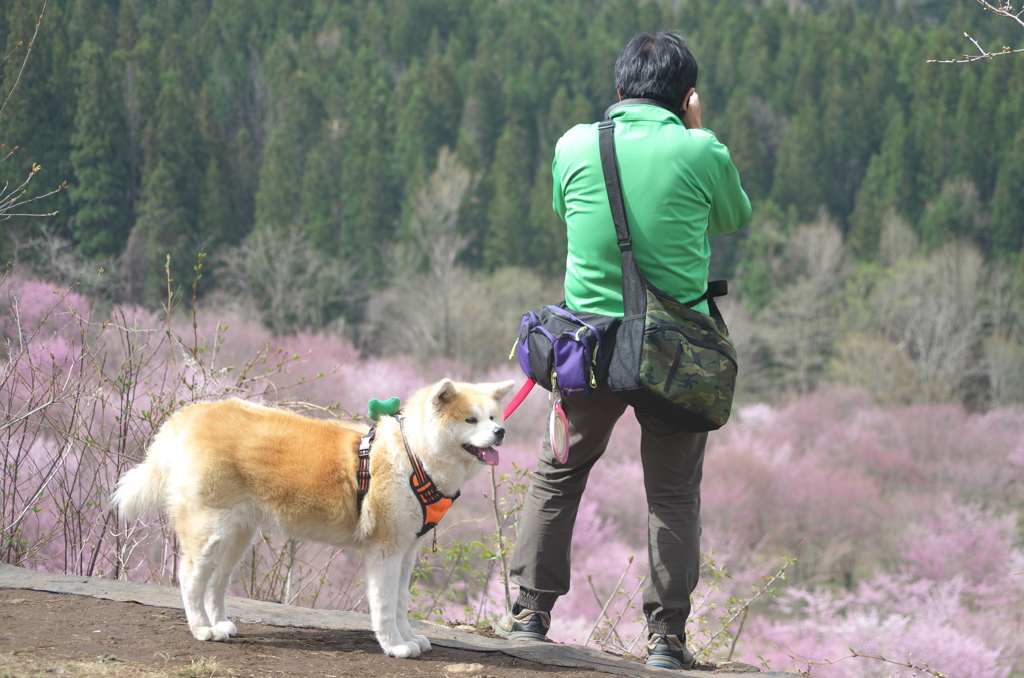 もふもふの君