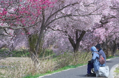 花が咲く