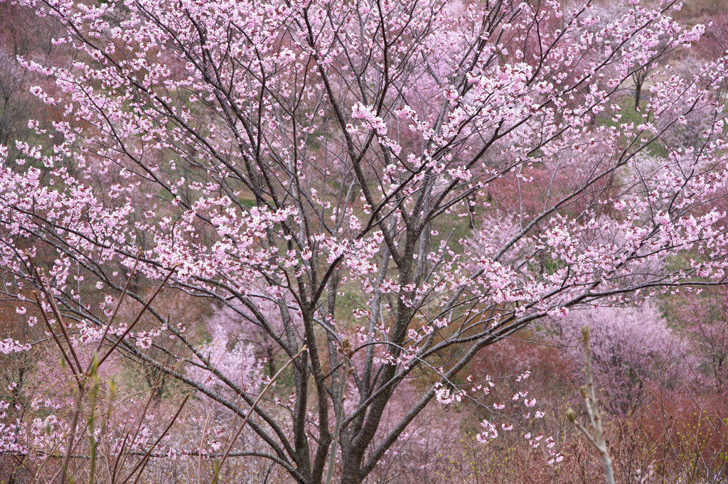 桜・桜・桜