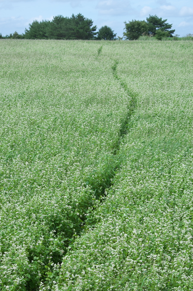 蒼の道