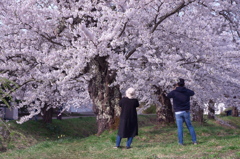 花のおもいで