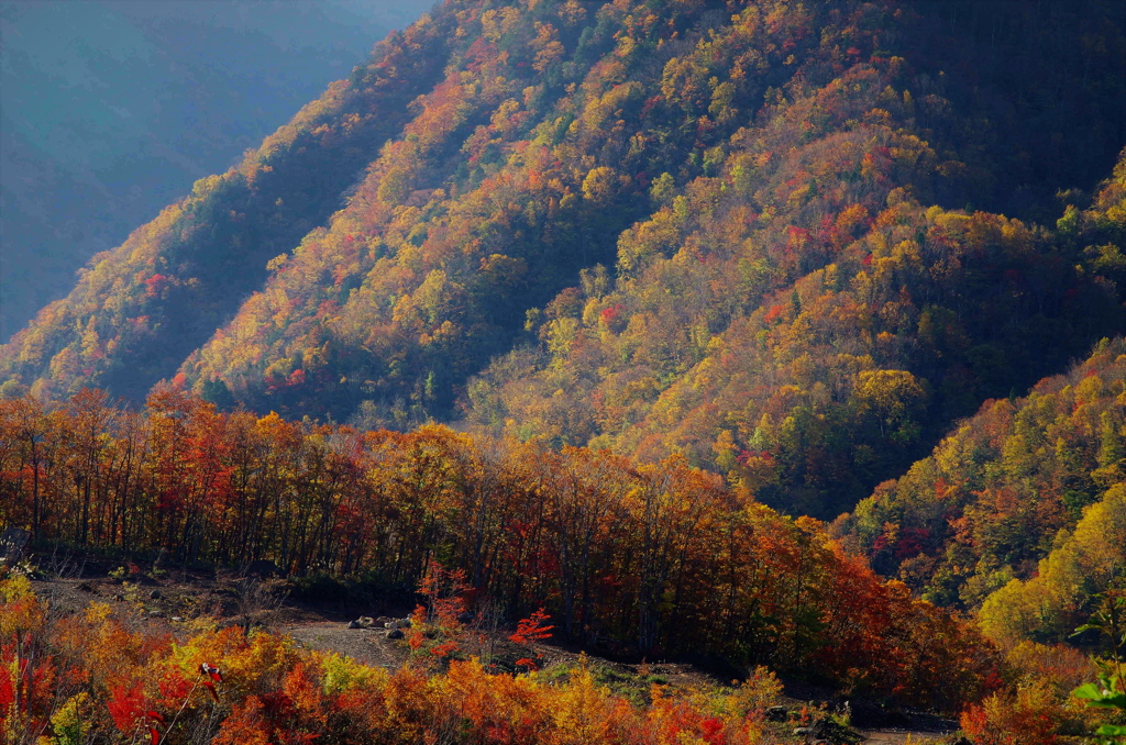 さらば紅葉