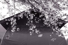 蔵と花