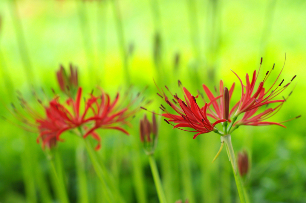 天上の花