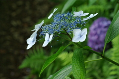 梅雨の華