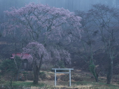 桜前線