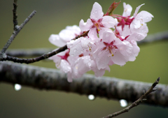 春雨