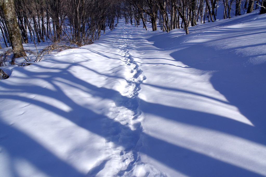 いつもの散歩道：雪原