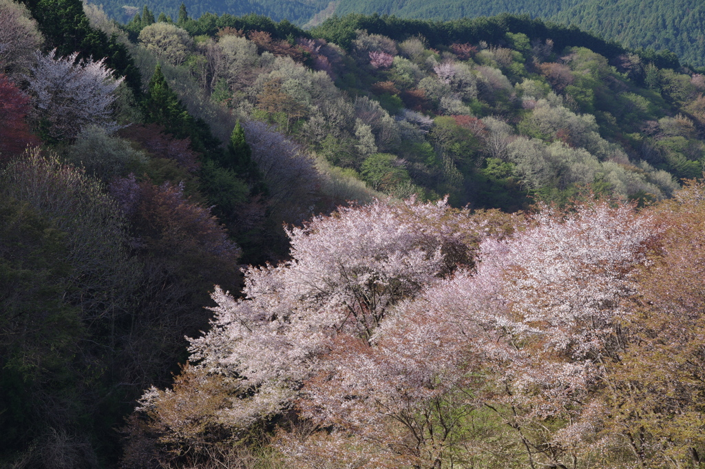 春色めぐり