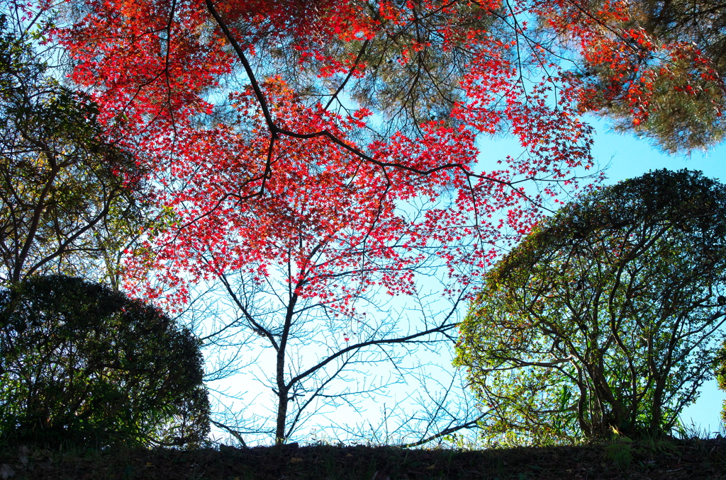 紅の星雲