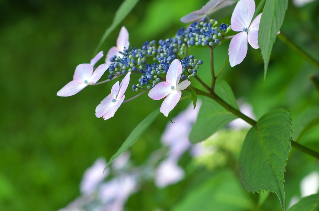 梅雨の華