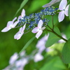 梅雨の華