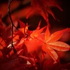 紅蓮