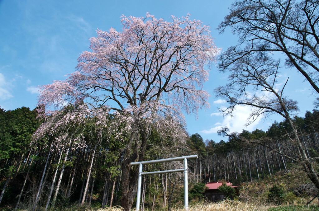 名知らずの貴女