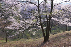 朝日につつまれて