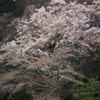 春想