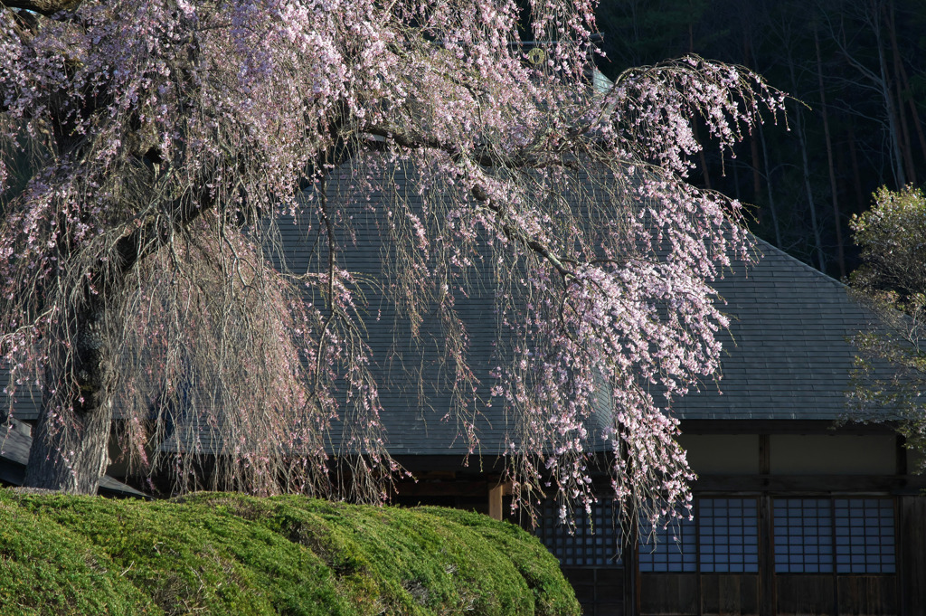 桜と大屋根