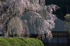 桜と大屋根