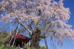 花冷えの朝