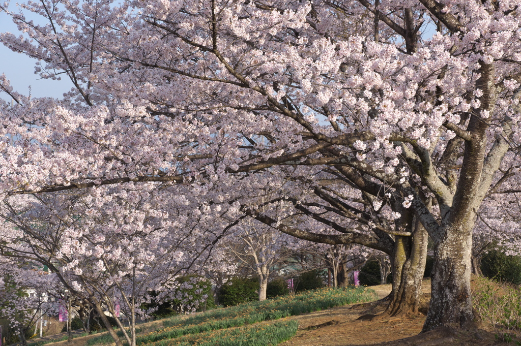 斜めの朝日