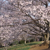 斜めの朝日