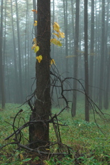 霧の中のオブジェ