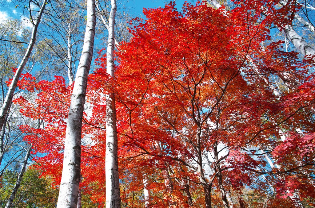 紅の翼