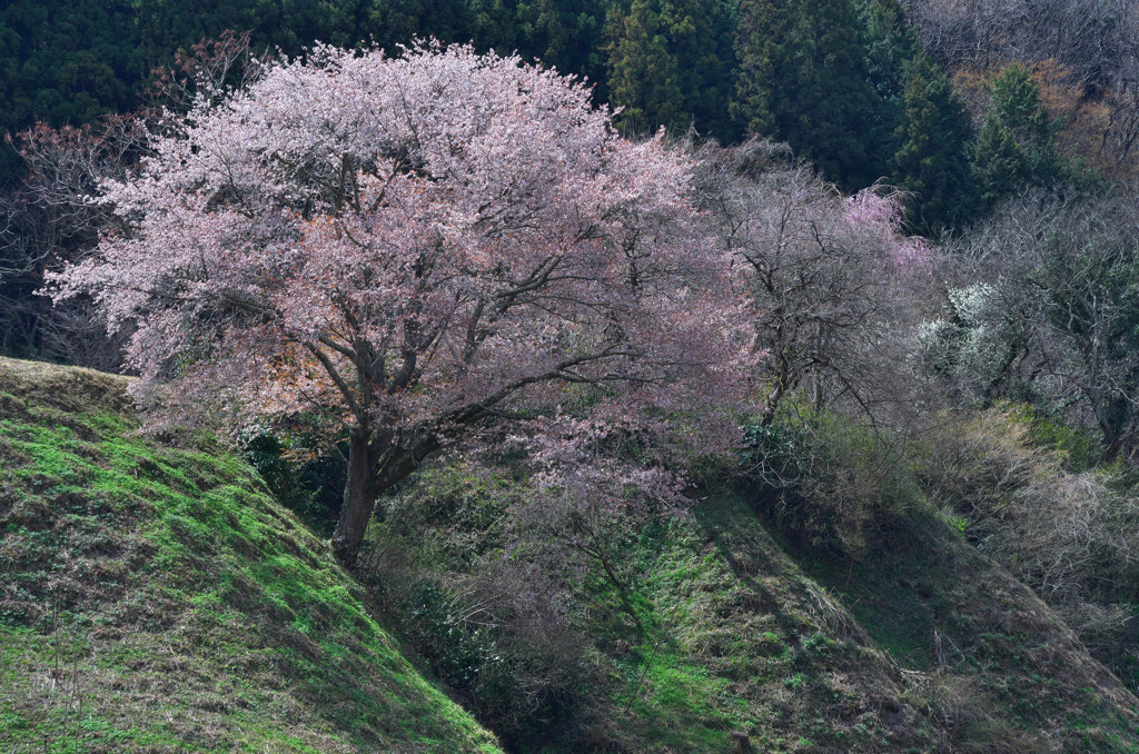 花笑う